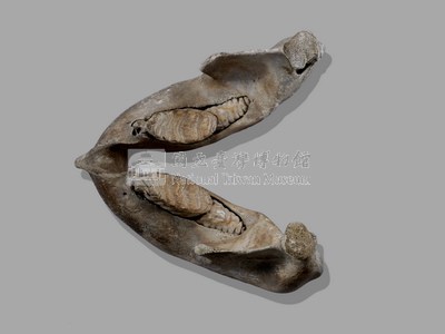 印度象(骨骼)藏品圖，第2張