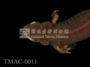 紅腹蠑螈藏品圖，第2張