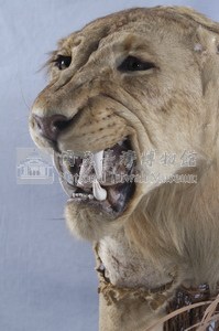 Lion Collection Image, Figure 2, Total 14 Figures