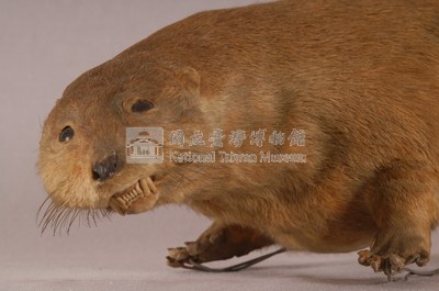 水獺藏品圖，第2張