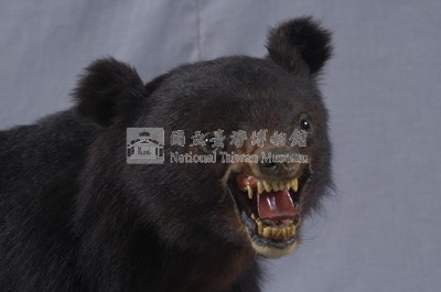臺灣黑熊藏品圖，第2張