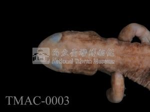 費氏小鯢藏品圖，第2張