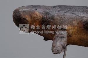 儒艮藏品圖，第2張
