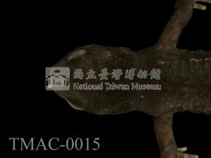 紅腹蠑螈藏品圖，第2張