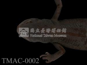 紅腹蠑螈藏品圖，第2張
