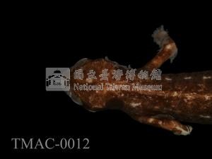 紅腹蠑螈藏品圖，第2張