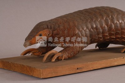 臺灣鯪鯉藏品圖，第2張