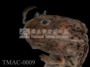 斑泥螈藏品圖，第2張