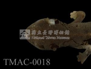 劍尾蠑螈藏品圖，第2張