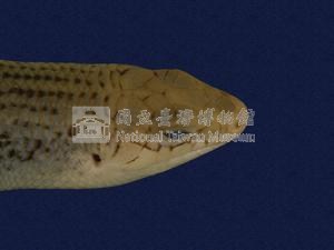 中國石龍子臺灣亞種藏品圖，第3張