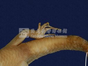中國石龍子臺灣亞種藏品圖，第3張