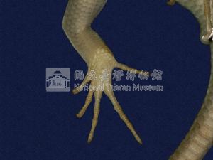 長尾南蜥藏品圖，第3張