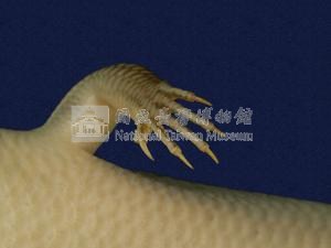 中國石龍子臺灣亞種藏品圖，第3張