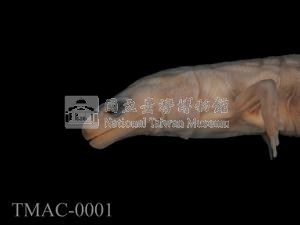 山椒魚藏品圖，第4張