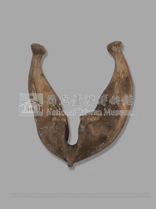 印度象(骨骼)藏品圖，第6張