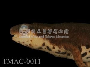 紅腹蠑螈藏品圖，第4張