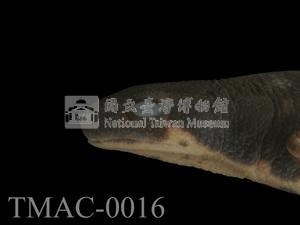 劍尾蠑螈藏品圖，第4張