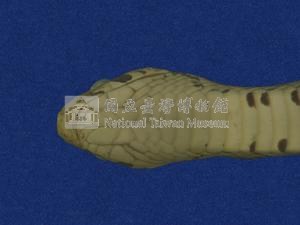 Taiwan Leopard Snake Collection Image, Figure 3, Total 10 Figures