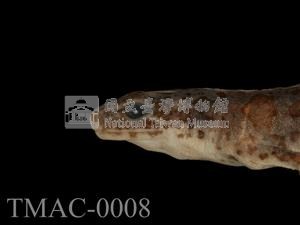 大理石蠑螈藏品圖，第4張