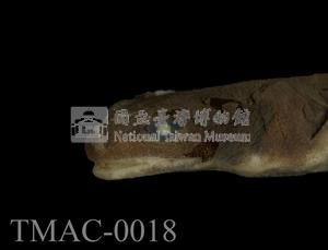 劍尾蠑螈藏品圖，第4張