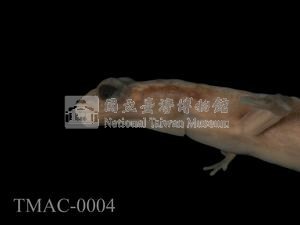 山椒魚藏品圖，第4張
