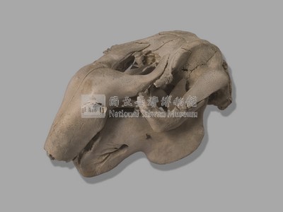 儒艮骨骼藏品圖，第4張