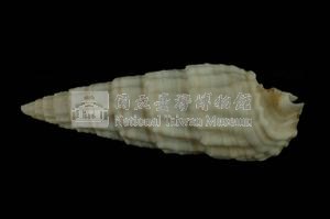 秀美蟹守螺藏品圖，第2張