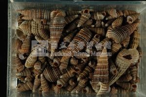 鐵尖海蜷藏品圖，第2張