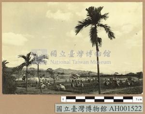 台灣日俘在農園工作藏品圖，第1張