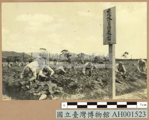 台灣日俘營中之自治農園藏品圖，第1張