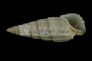秀美蟹守螺藏品圖，第3張