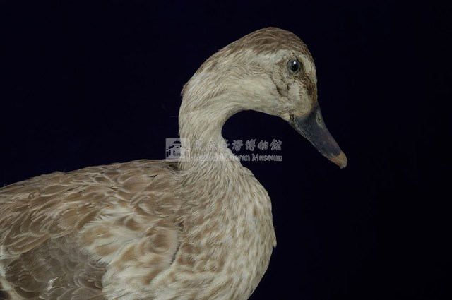 Spot-billed Duck Collection Image, Figure 3, Total 13 Figures