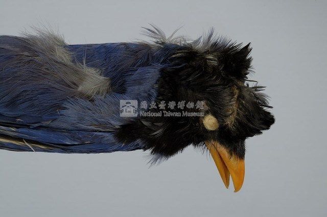 臺灣藍鵲藏品圖，第3張
