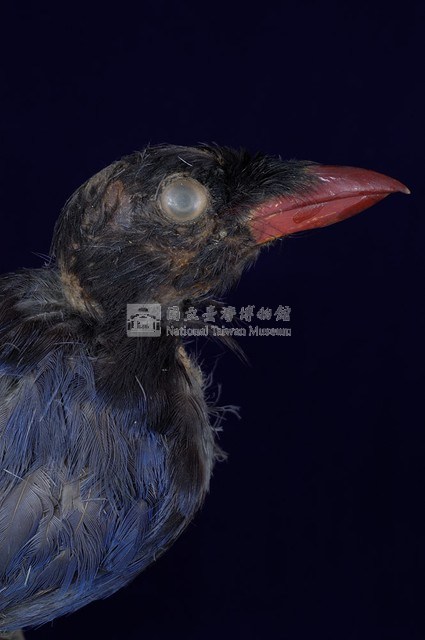 臺灣藍鵲藏品圖，第3張