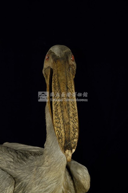 Dalmatian Pelican Collection Image, Figure 3, Total 11 Figures