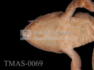 Japanese wrinkled frog Collection Image, Figure 3, Total 13 Figures