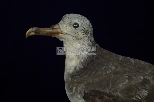 Streaked Shearwater Collection Image, Figure 2, Total 13 Figures