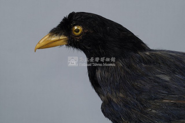 臺灣藍鵲藏品圖，第2張