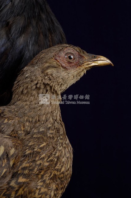 藍腹鷴藏品圖，第2張