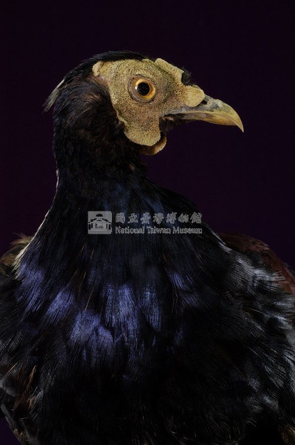 藍腹鷴藏品圖，第2張