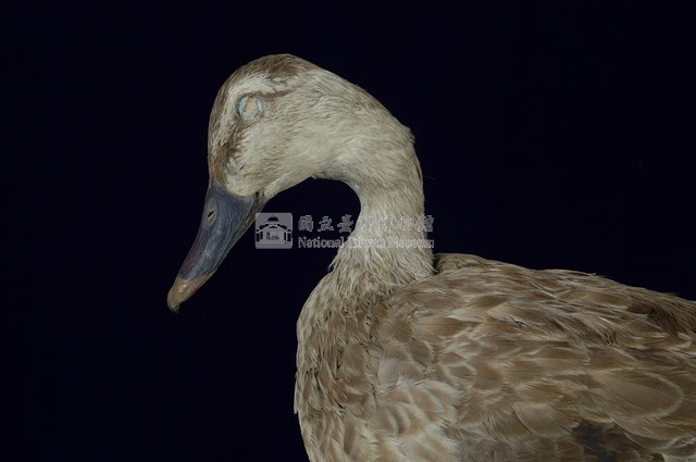 Spot-billed Duck Collection Image, Figure 2, Total 13 Figures