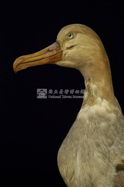 Short-tailed Albatross Collection Image, Figure 2, Total 9 Figures