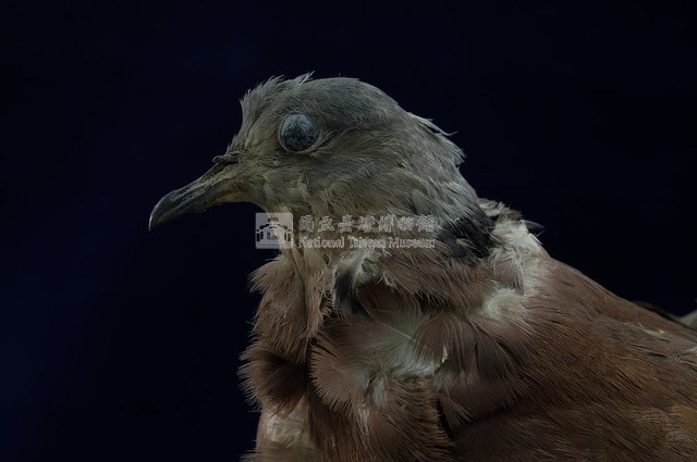 Red Turtle Dove Collection Image, Figure 2, Total 11 Figures