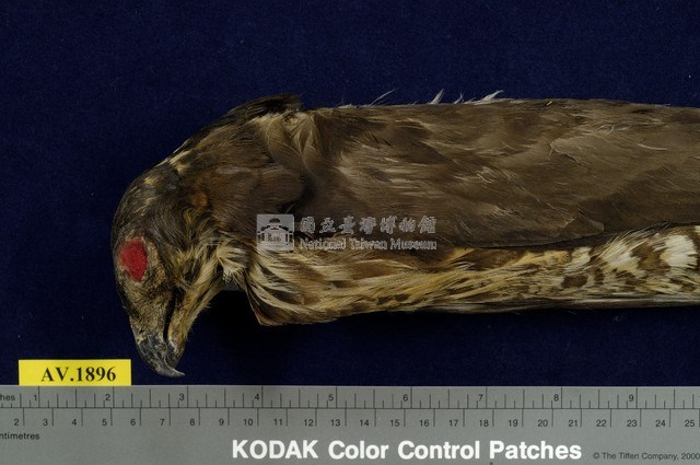 鳳頭蒼鷹藏品圖，第2張