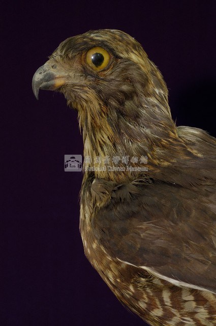 鳳頭蒼鷹藏品圖，第2張