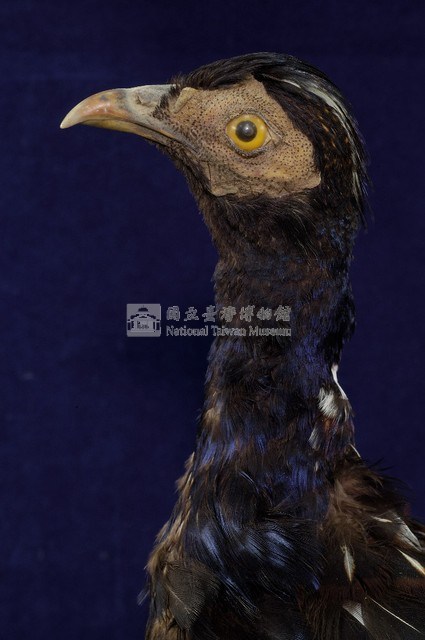 藍腹鷴藏品圖，第2張