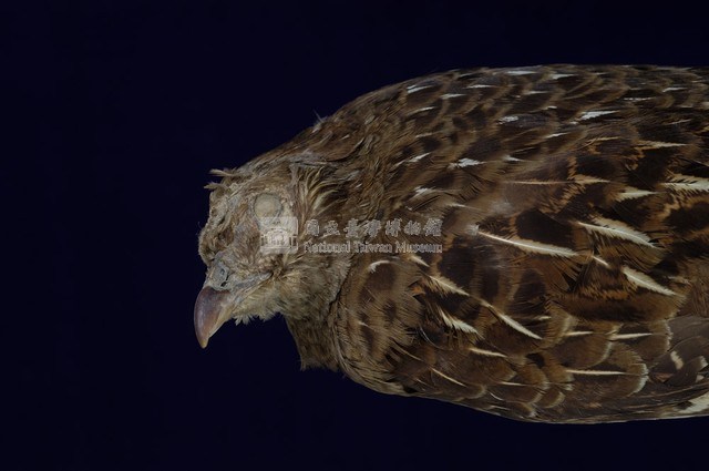 Mikado Pheasant Collection Image, Figure 2, Total 11 Figures
