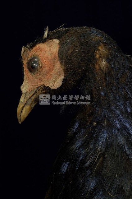 藍腹鷴藏品圖，第2張