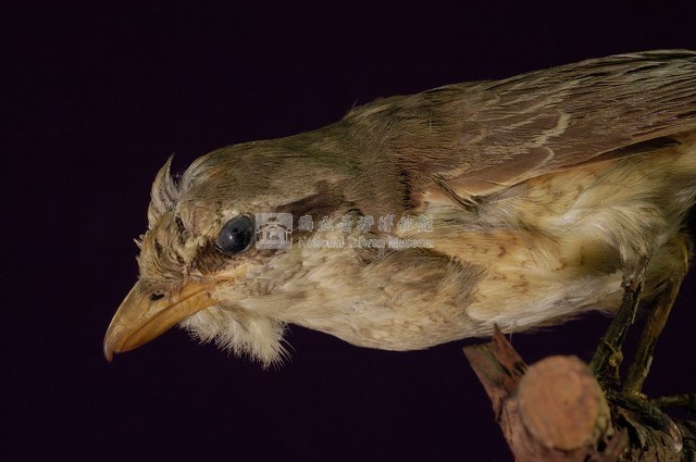 Brown Shrike Collection Image, Figure 2, Total 11 Figures