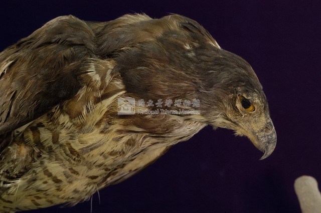 鳳頭蒼鷹藏品圖，第2張